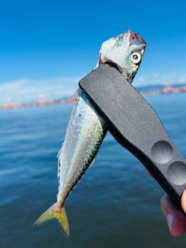サバの釣果
