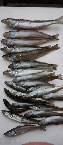シロギスの釣果