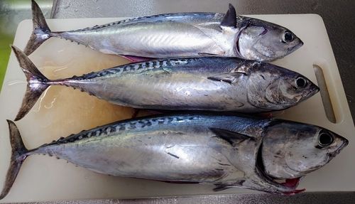 ソウダガツオの釣果