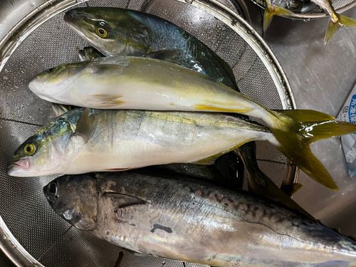 ワカシの釣果
