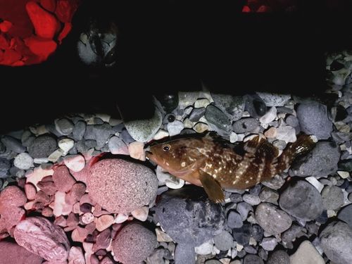 キジハタの釣果