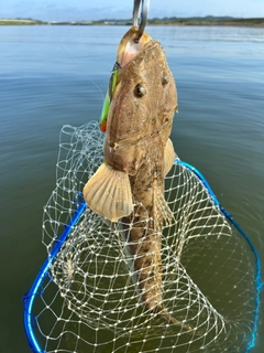 マゴチの釣果