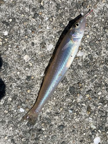 キスの釣果