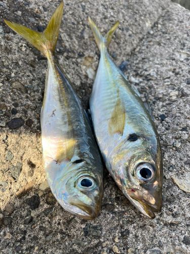アジの釣果