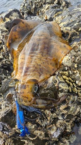 アオリイカの釣果