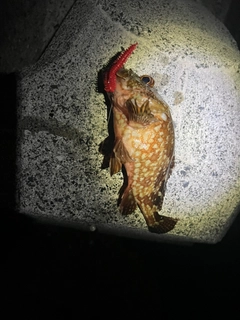 タケノコメバルの釣果