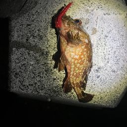 タケノコメバル