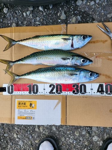 サバの釣果