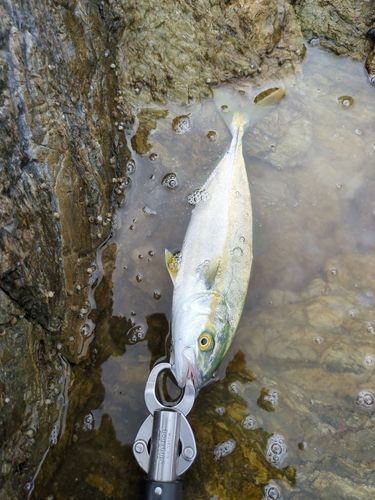 ツバスの釣果