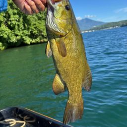 スモールマウスバス