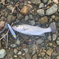 スズキの釣果