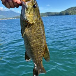 スモールマウスバス