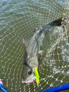 シーバスの釣果