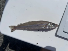 シロギスの釣果