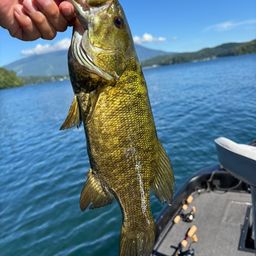 スモールマウスバス