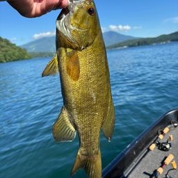 スモールマウスバス