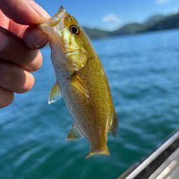 スモールマウスバス