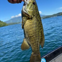 スモールマウスバス