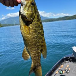 スモールマウスバス