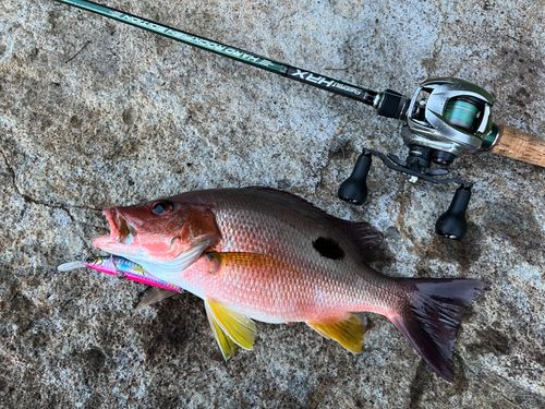 クロホシフエダイの釣果