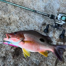 クロホシフエダイ