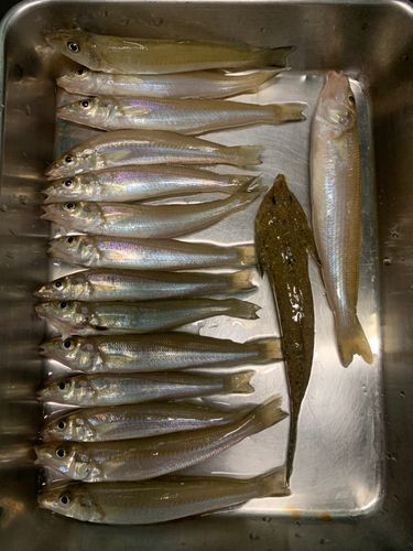 キスの釣果