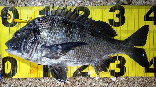 クロダイの釣果