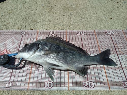 チヌの釣果