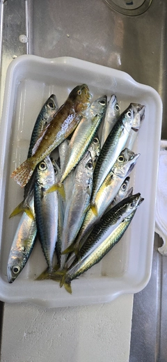 サバの釣果