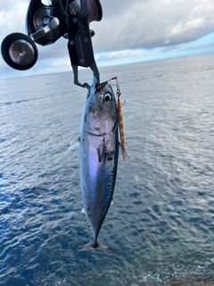 ソウダガツオの釣果