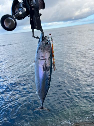 ソウダガツオの釣果