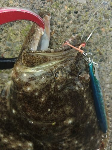 ヒラメの釣果