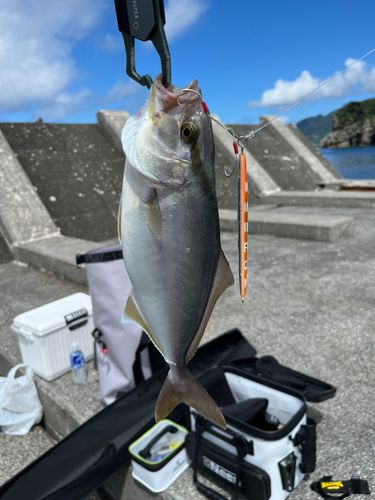 ショゴの釣果