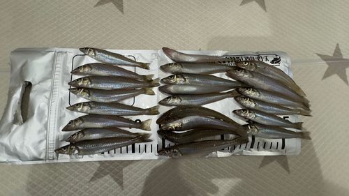 シロギスの釣果