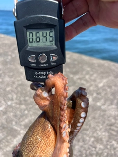 タコの釣果