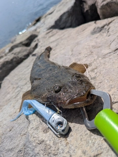 マゴチの釣果