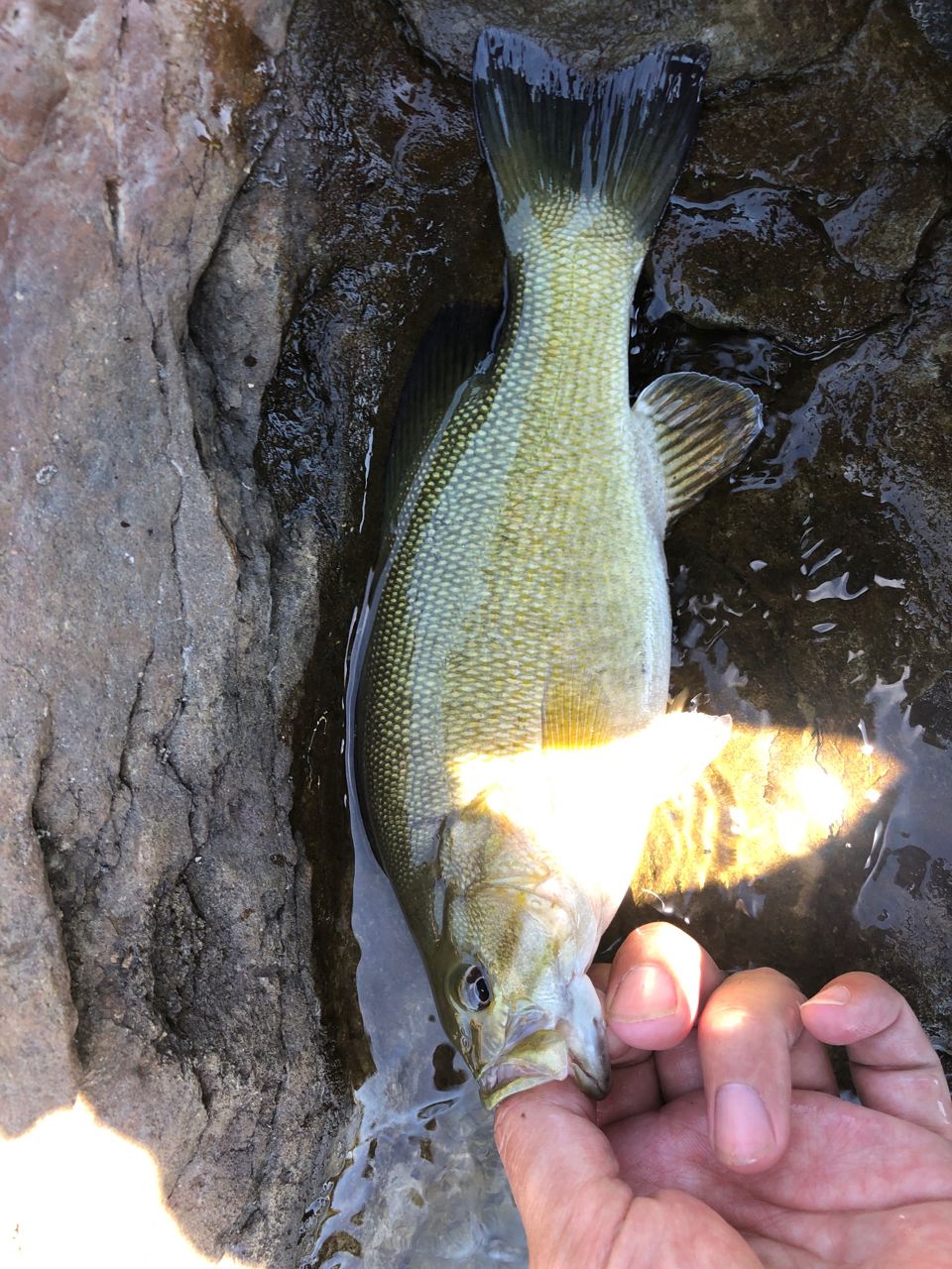 スモールマウスバス