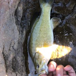 スモールマウスバス