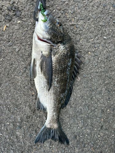 チヌの釣果