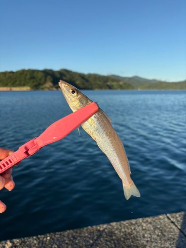 キスの釣果