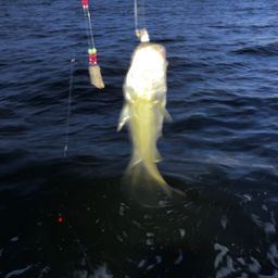 セイゴ（マルスズキ）