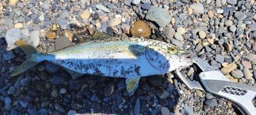 ワカシの釣果
