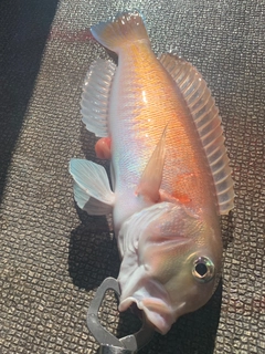 シロアマダイの釣果