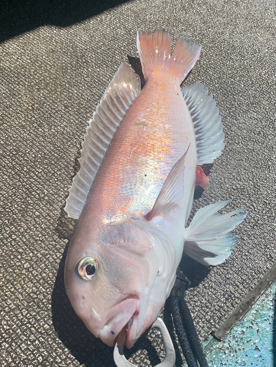 わじゅけんさんの釣果 2枚目の画像