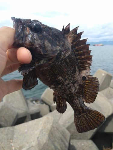 ハチガラの釣果