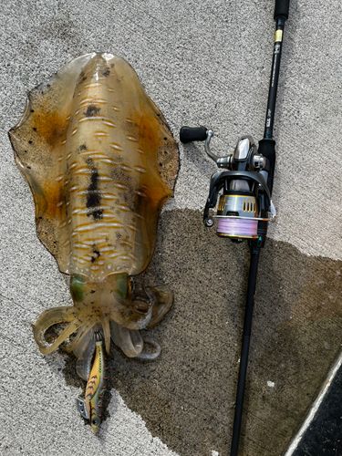 アオリイカの釣果