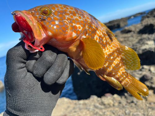 キジハタの釣果