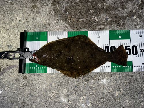 ヒラメの釣果