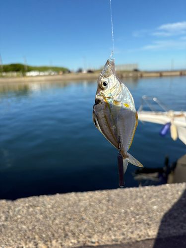 ヒイラギの釣果