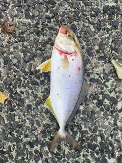 ネリゴの釣果
